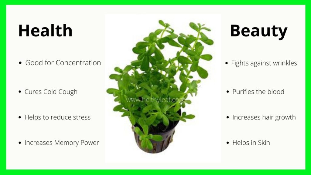 Benefits & Uses of Brahmi - Health & Beauty - Helthy Leaf