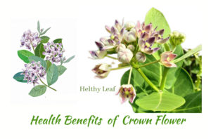 Benefits of Crown Flower - Amazing Health Benefits, Uses, Side Effects
