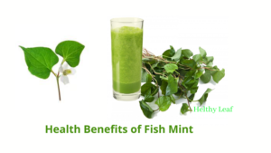 Benefits of Fish Mint