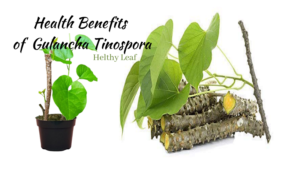 Benefits of Giloy-Gulancha Tinospora - Uses and Side Effects