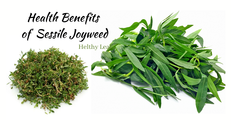 Benefits of Sessile Joyweed - Uses, Medicinal Qualities, Side Effects