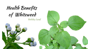 Benefits of Whiteweed