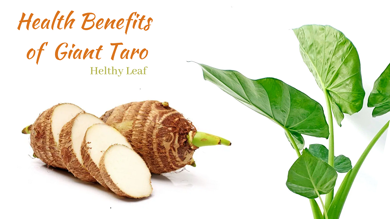 Giant Taro - Benefits, Uses, Medicinal Properties, and Side Effects