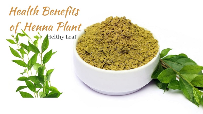 Henna - Medicinal Importance, Benefits, Uses, Side Effects - Helthy Leaf