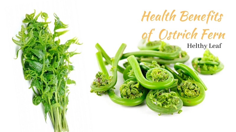Ostrich Fern - 10+ Uses, Health Benefits of Fiddleheads