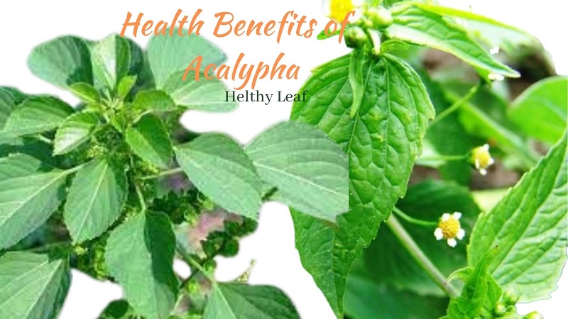 Acalypha - 20+ Uses, Medicinal Qualities, Benefits, and Side Effects