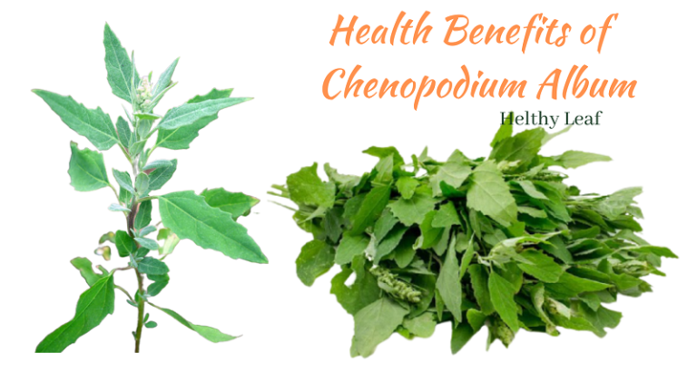 Bathua - Uses, Benefits And Side Effects of Chenopodium AlbumBathua - Uses, Benefits And Side Effects of Chenopodium Album