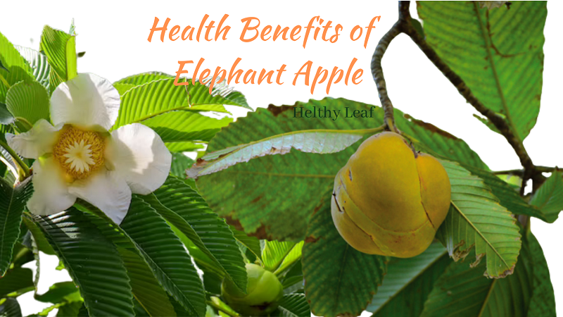 Elephant Apple - 19+ Amazing Uses, Benefits, Side Effects
