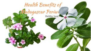Madagascar Periwinkle Uses, Benefits, Side Effects