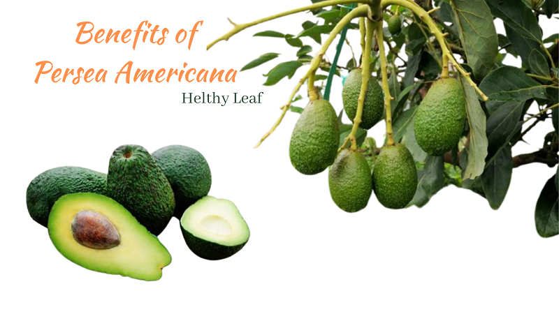 Persea Americana - Health Benefits, Uses, Side Effects and Nutritional Value of Avocado