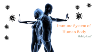 Immune System of Human Body