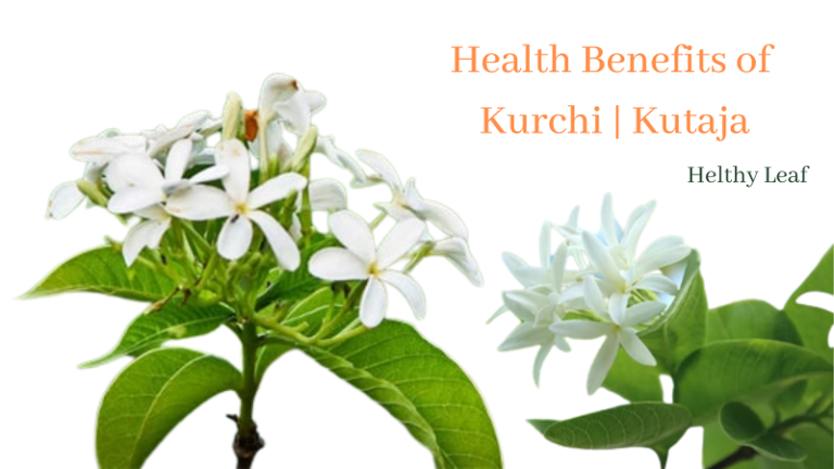 Kurchi - Uses, Benefits, Medicinal Qualities, Side Effects