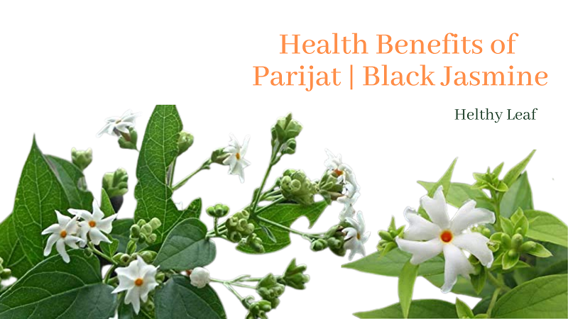 Parijat - 10+ Benefits, Uses, Medicinal Qualities, and Side Effects