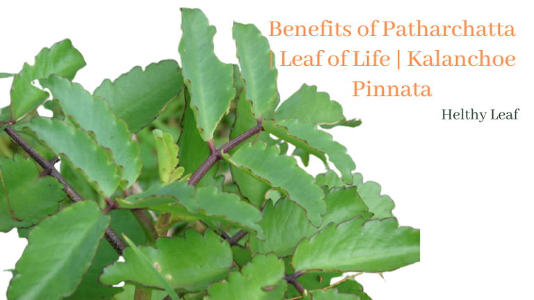 Patharchatta - 19 Health Benefits, Uses and, Side Effect of Leaf of Life