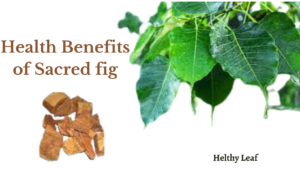 benefits of sacred fig