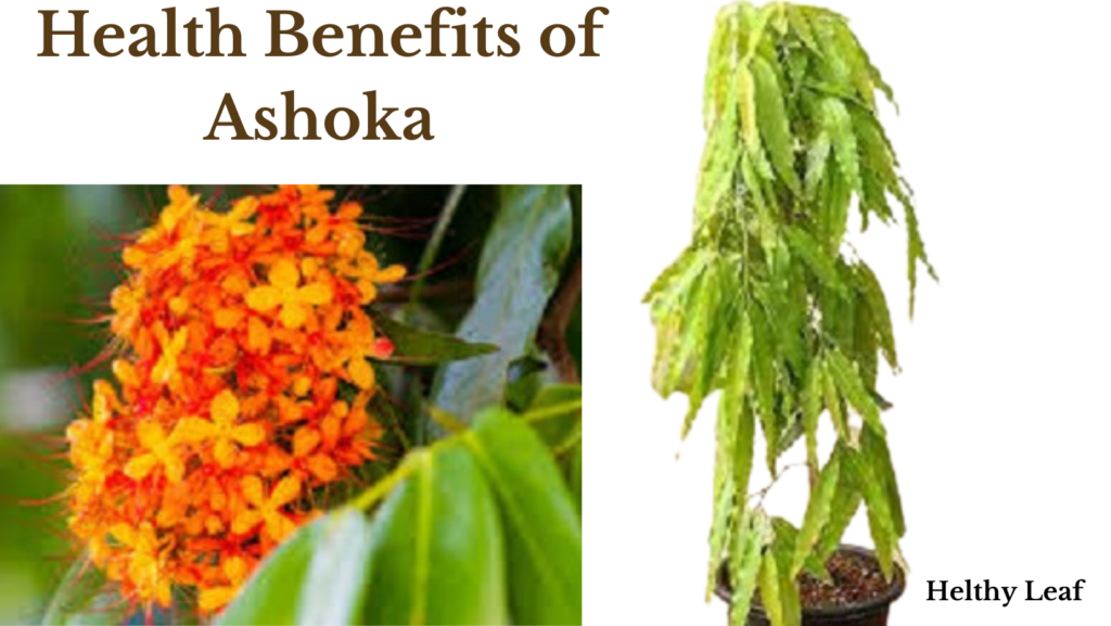 benefits of ashoka
