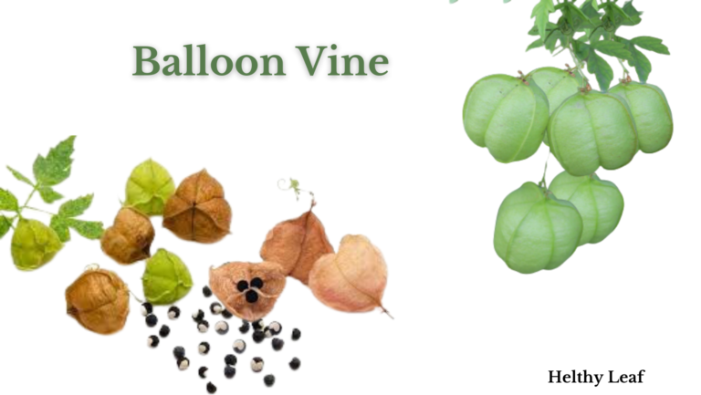 balloon vine