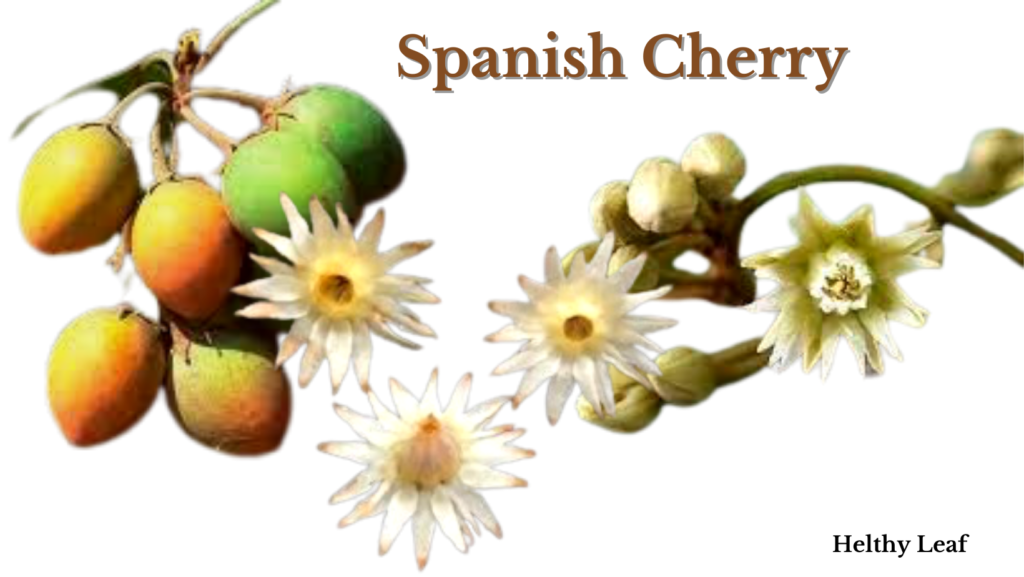 Spanish Cherry