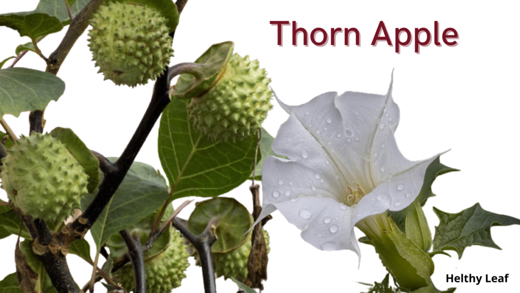 Thorn Apple Benefits