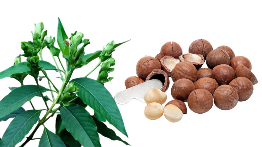 Benefits of Malabar Nuts
