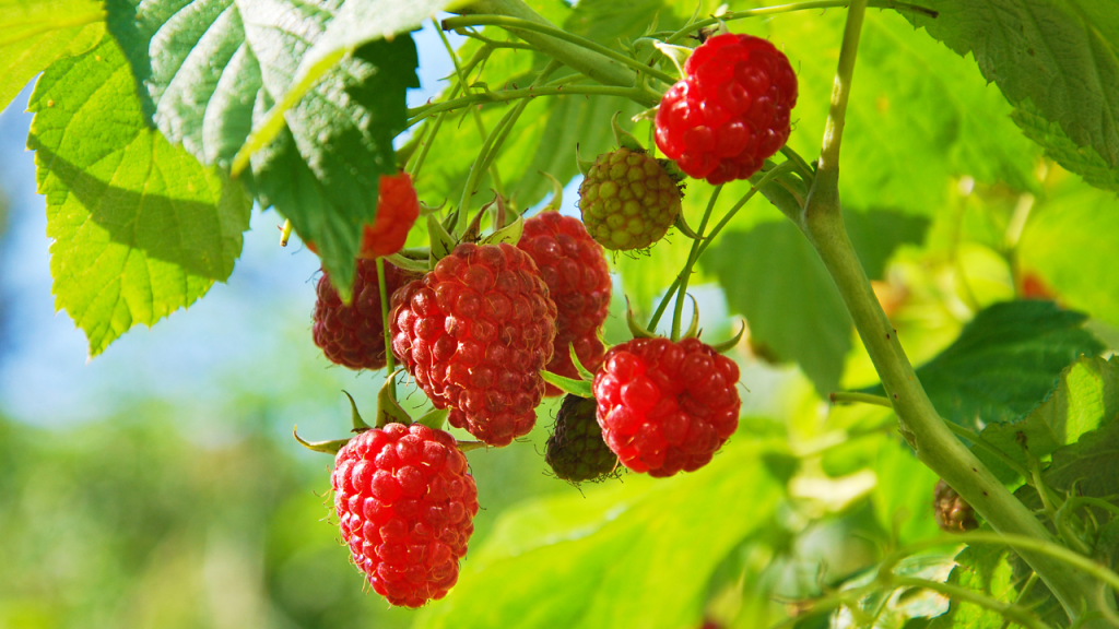Benefits of Raspberry
